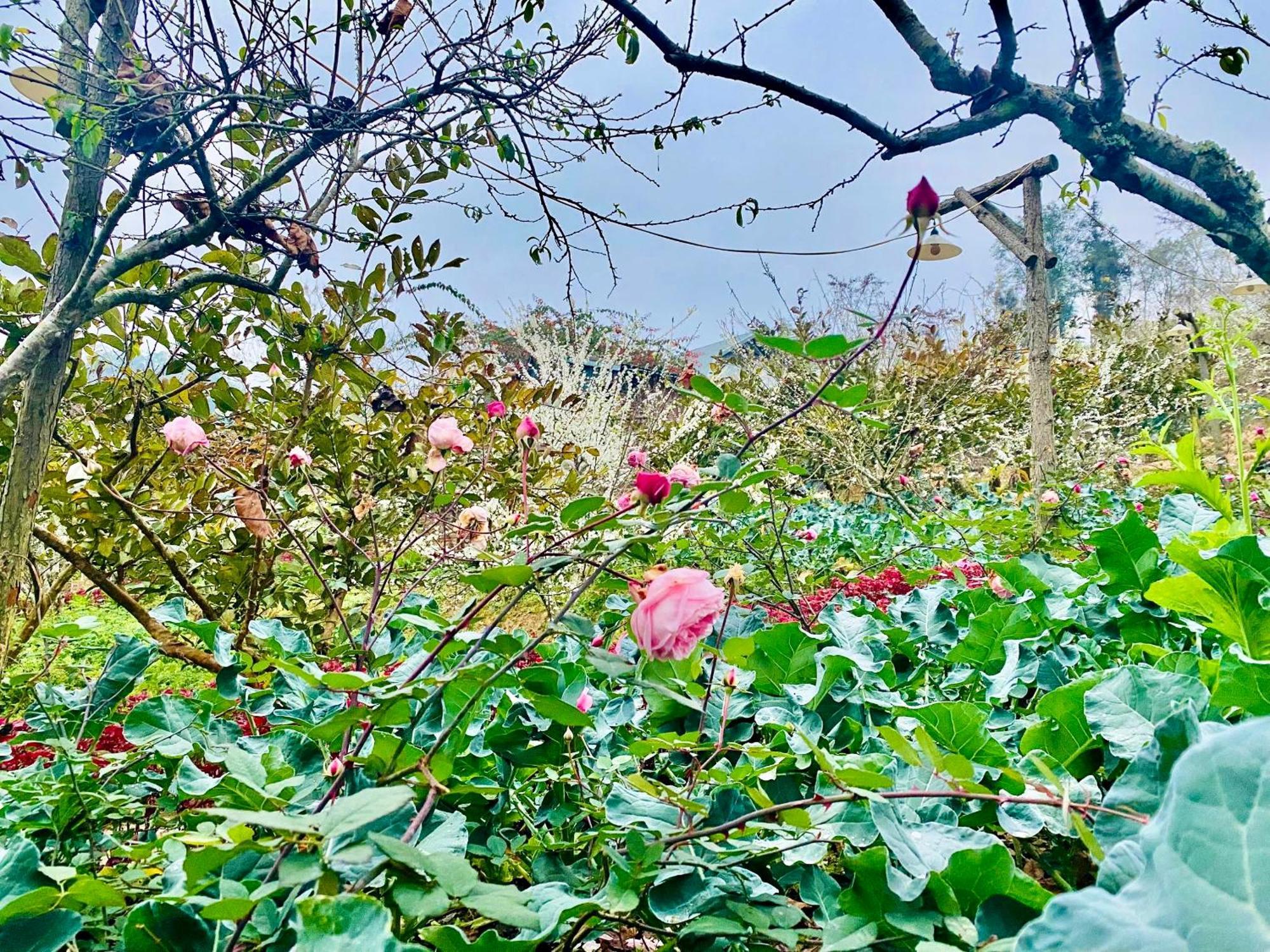 So H'Mong Homestay Bac Ha  Εξωτερικό φωτογραφία